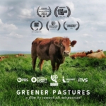 Square film poster for Greener Pastures, showing a brown cow standing in a green field under a cloudy grey sky. The cow looks directly at the viewer.